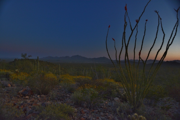 desert floor at sunset